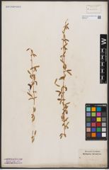 Foto von Salix babylonica L.